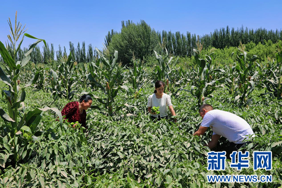 新疆墨玉：种植有点子 土地长出“