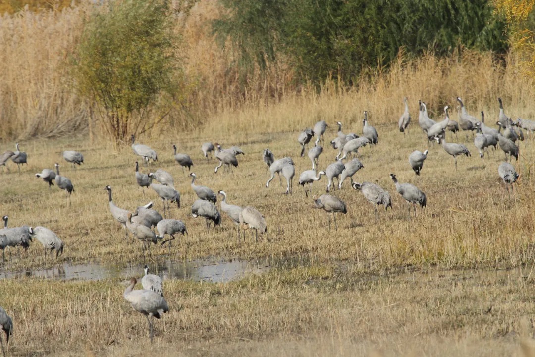 玛纳斯国家湿地公园内成群灰鹤在踱步觅食（玛纳斯国家湿地公园供图）.jpg