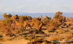 新疆哈密胡杨&ldquo;醉&rdquo;美金秋