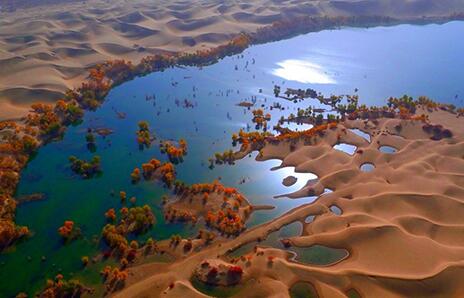 新疆尉犁县大漠胡杨&ldquo;铁骨铮铮&rdquo;