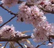 吐魯番鄉間杏花盛開 新疆的春天這裏最先到來