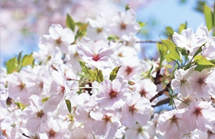 新華VR探訪鶴壁櫻花節，與春天來一場浪漫約會