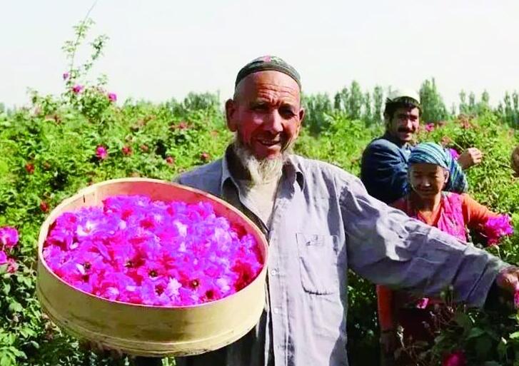 与农户结亲，与玫瑰结缘