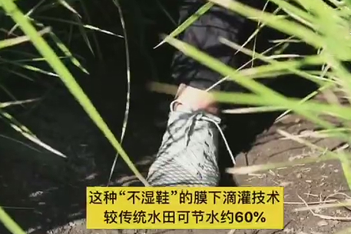 新疆兵团石河子：感受“不湿鞋”的水稻田