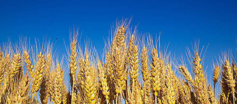 新疆昌吉州200多万亩小麦成熟