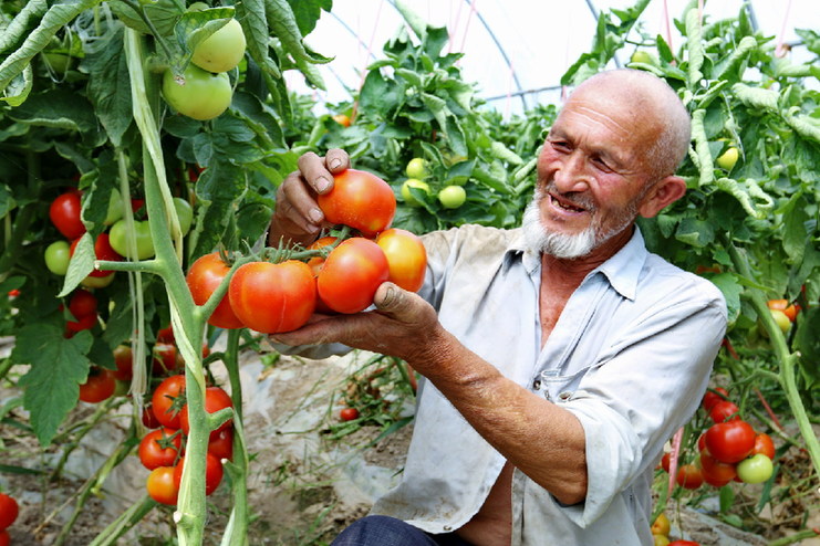拱棚蔬菜 促农增收