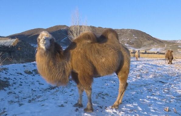 新疆青河县：飘香驼奶开辟牧民致富路