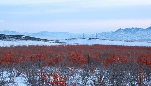 冰天雪地采沙棘 青河县农牧民冬天忙了、腰包鼓了