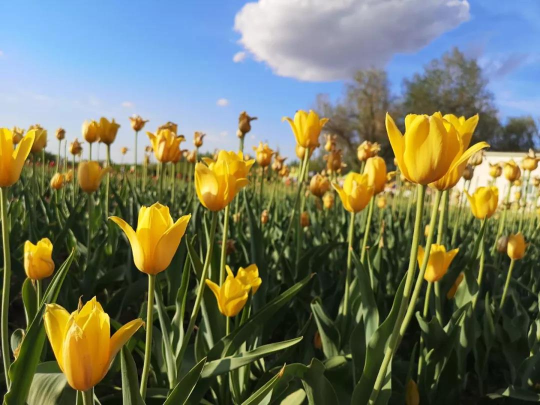 美丽的郁金香，明年再来相约独山子！