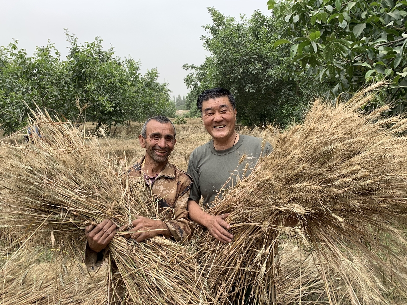 新疆亚村：小麦陆续开镰收割