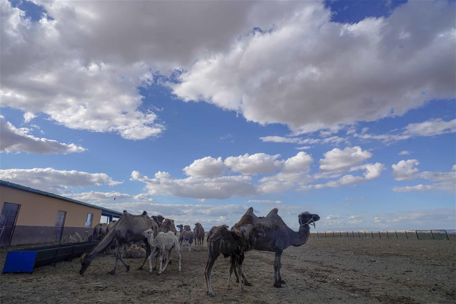 新疆：戈壁滩上发“驼财”