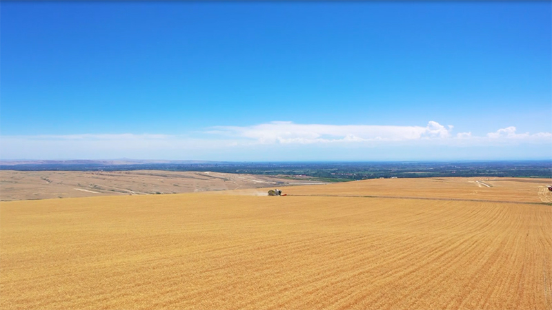 航拍新疆：麦浪滚滚！霍尔果斯2.3万亩小麦开镰收割