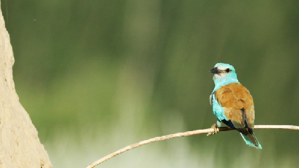 &ldquo;云游&rdquo;特克斯丨天空精灵&middot;飞鸟路过人间
