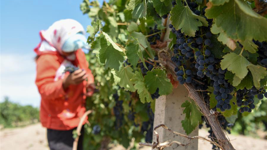 新疆焉耆：酿酒葡萄进入采摘季