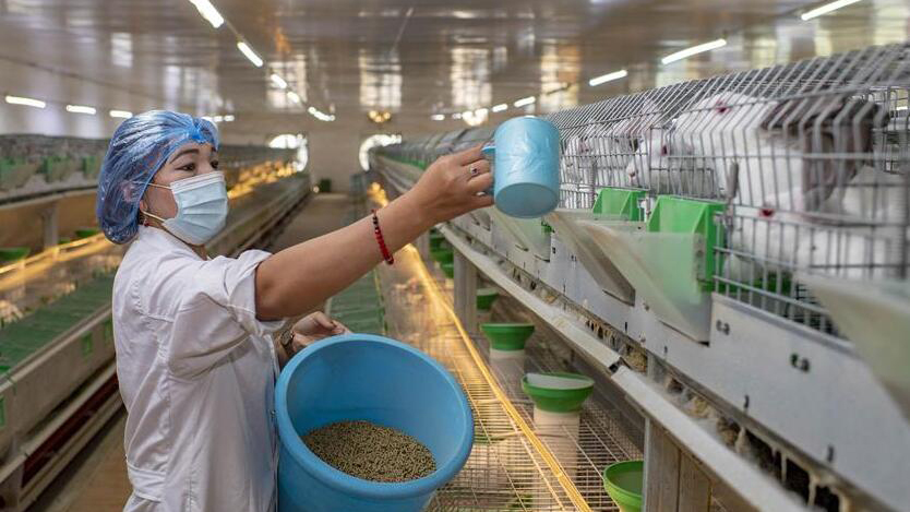 新疆和田：养殖产业助脱贫