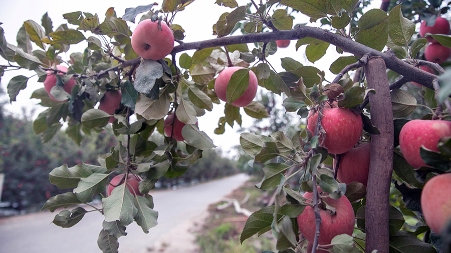 新疆阿克苏：冰糖心苹果即将成熟上市