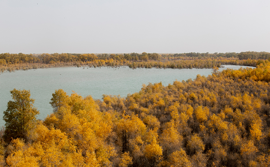 新疆沙雅：月亮灣景區秋色美