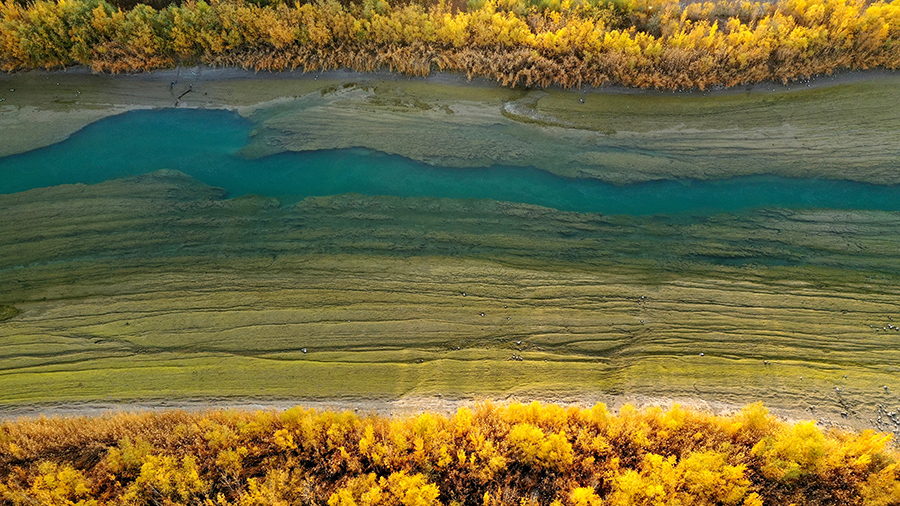 新疆博湖：開都河畔金秋燦爛