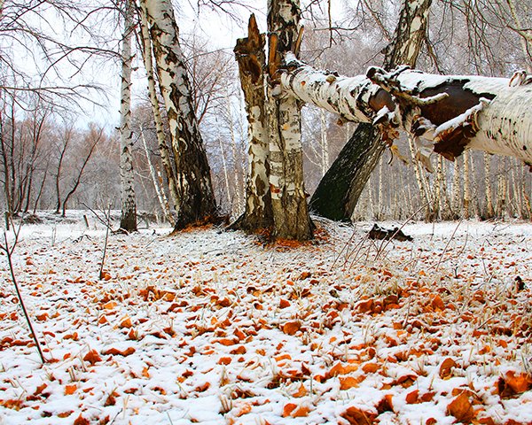 新疆哈巴河：白桦林送你初雪的浪漫