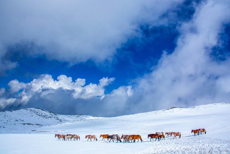 新疆是個好地方|雪地撒歡！看草原精靈踏雪覓食