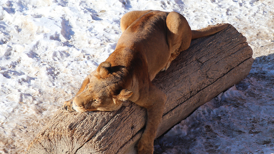 新疆是个好地方|萌趣十足 来看新疆天山野生动物园的动物如何过冬