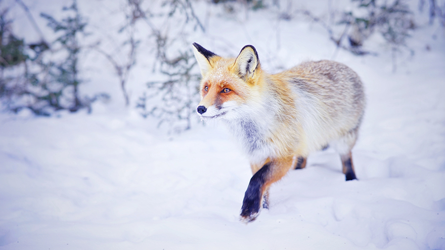 新疆是个好地方|新年好，喀纳斯的狐狸&ldquo;小可爱&rdquo;