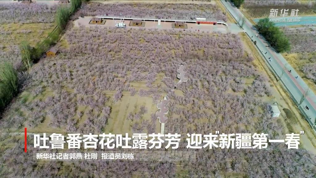 新疆是个好地方|吐鲁番杏花吐露芬芳 迎来&ldquo;新疆第一春&rdquo;