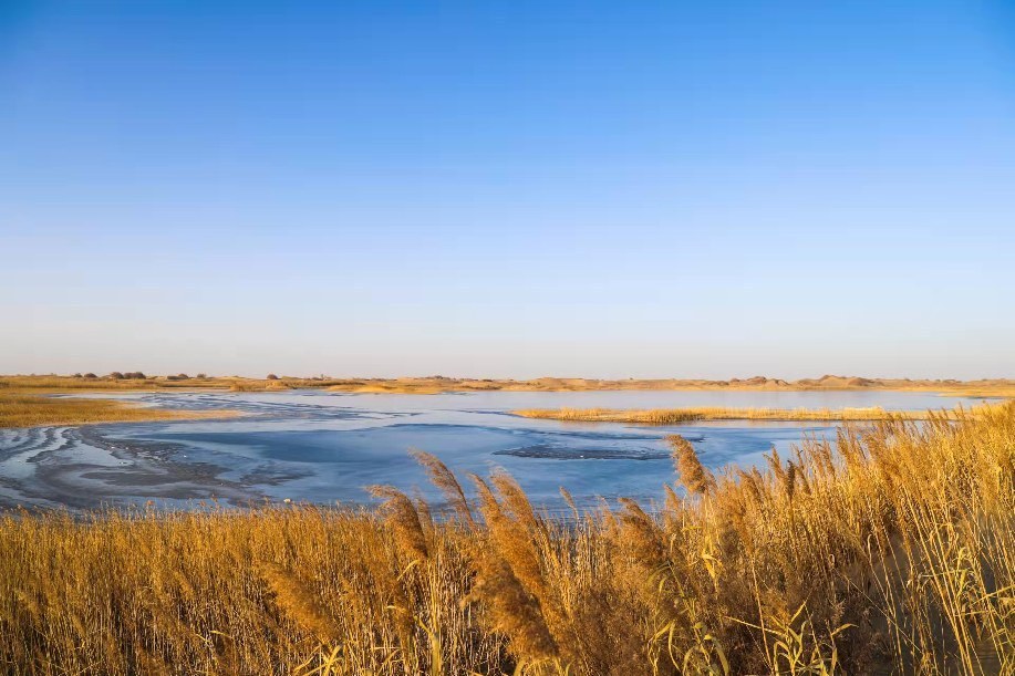 新疆且末：赤麻鴨飛舞達西湖