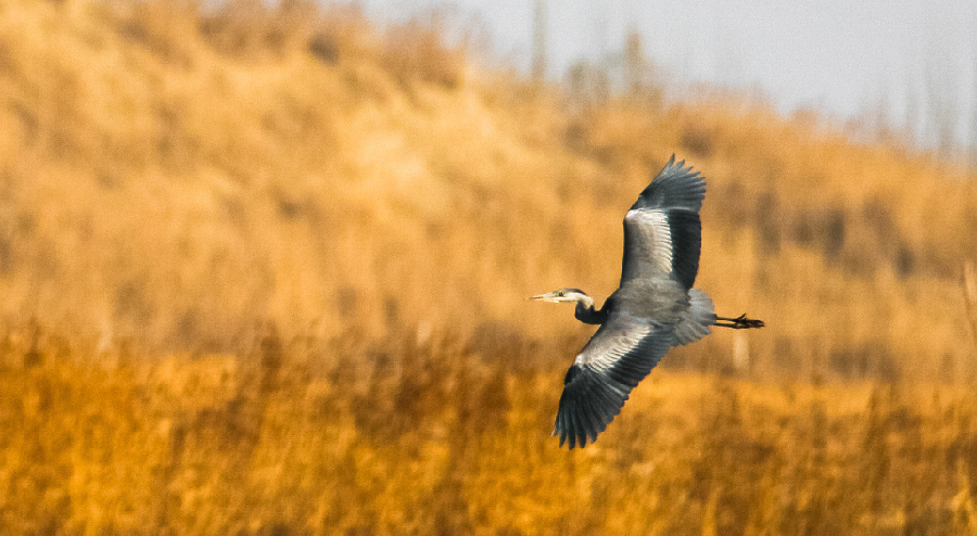 新疆且末：鳥鳴聲聲入濕地