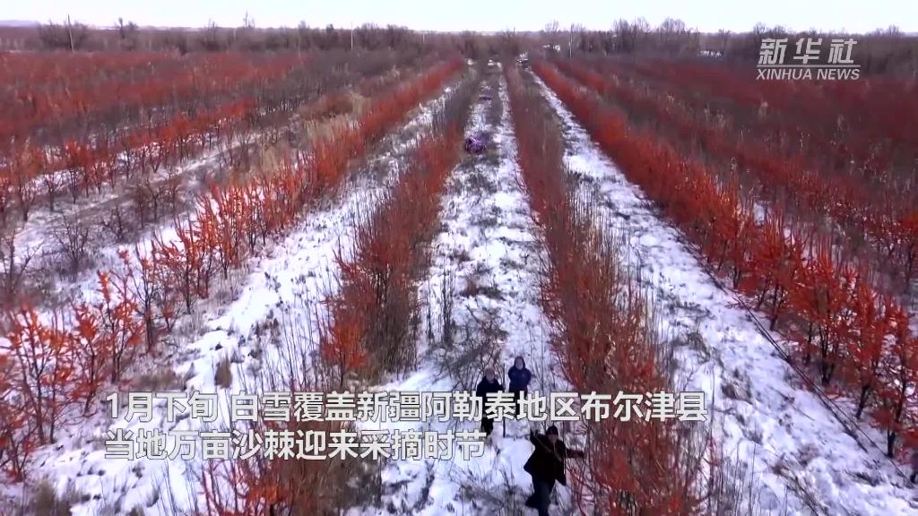 新疆布尔津县：万亩沙棘傲迎风雪 采收正当时