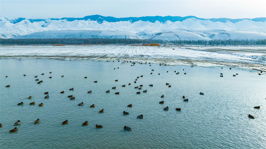 印象新疆·喀拉托海湖與野鴨