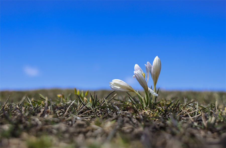 頂冰花開，來自空中草原的春天告白