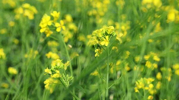 新疆库车：油菜花开乡村美