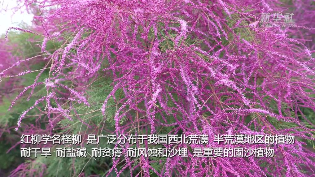 新疆博斯腾湖：红柳簇簇散芬芳 “百里花廊”靓戈壁