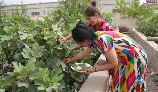 新疆库车：“方寸地”成致富“新路子”