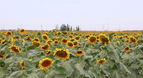 新疆库车：百亩向日葵开出“致富花”