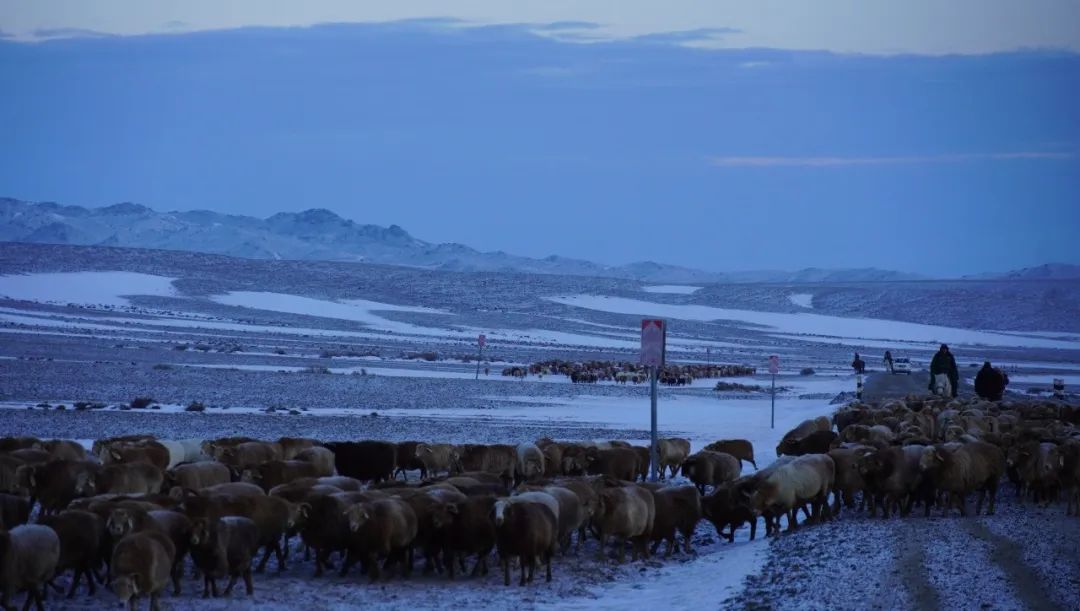 哈巴河：6万余头牲畜顺利转入冬牧场
