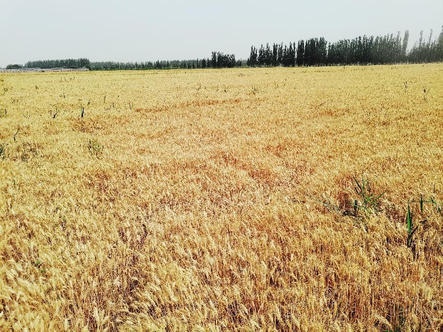 微信图片_20220613200949