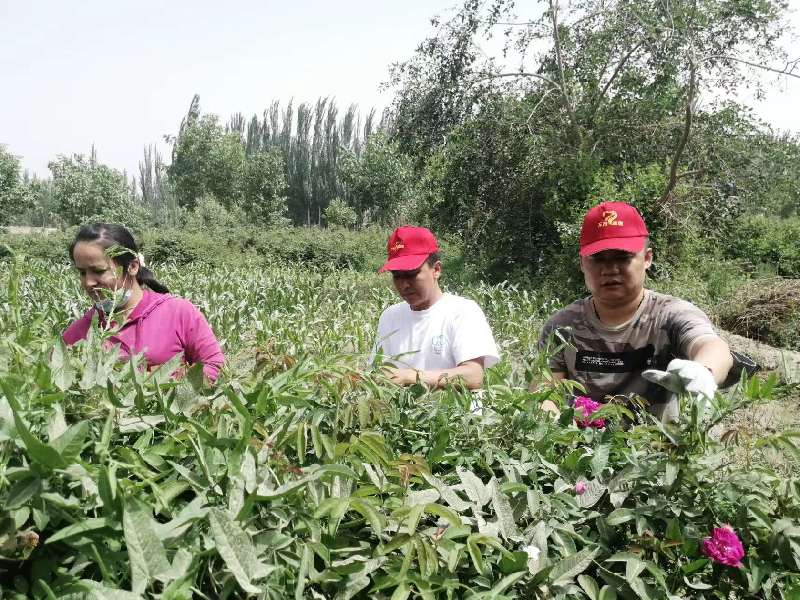 工作队帮助村民采摘玫瑰花