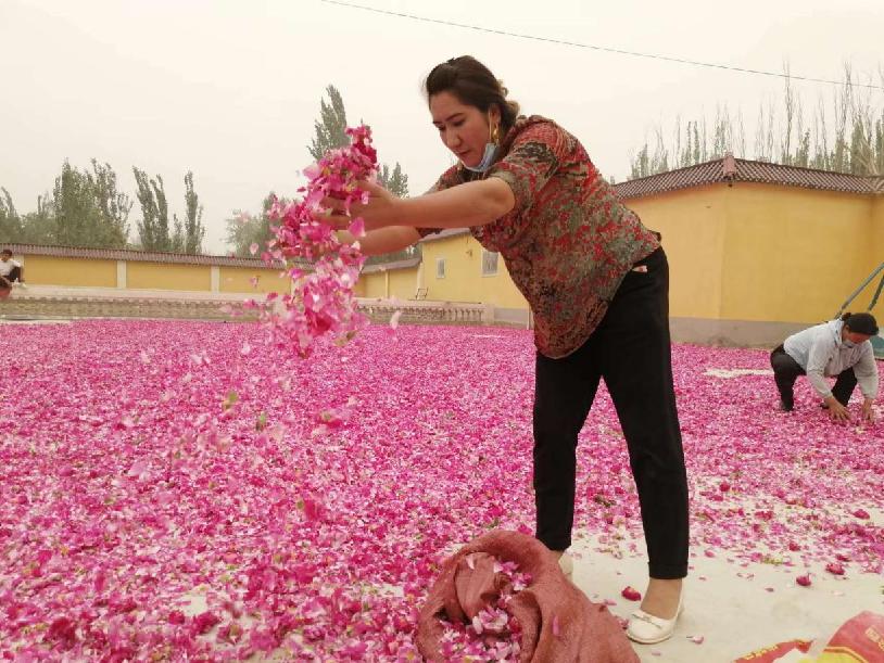 合作社在晾晒玫瑰花瓣