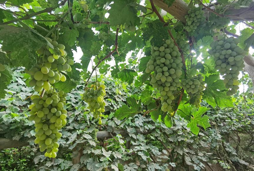 微信图片_202208131248001