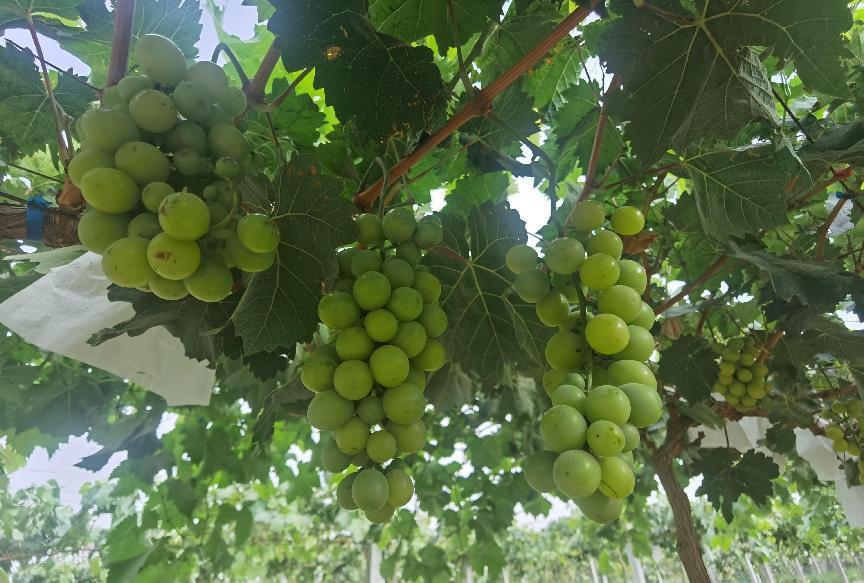 微信图片_202208131248003