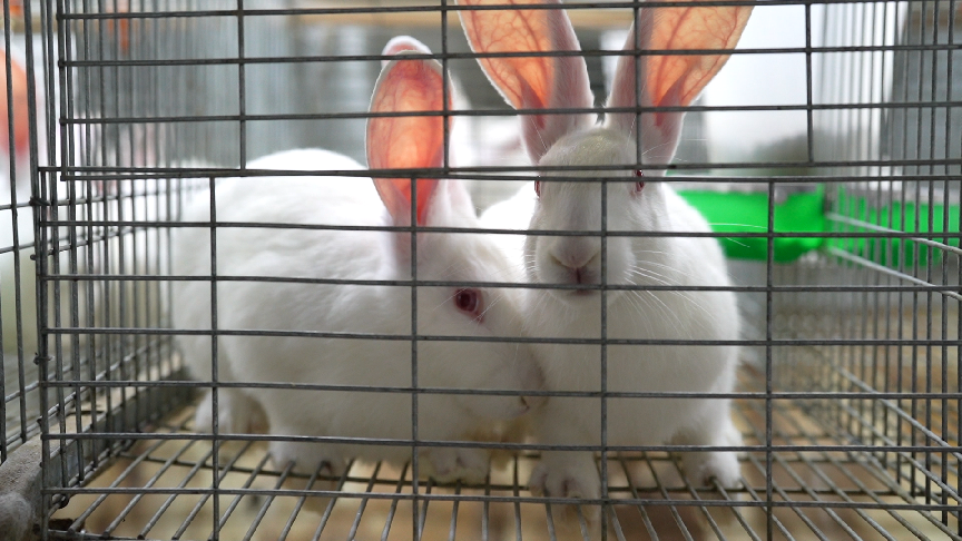 DJI_0696.00_32_41_13.Still006