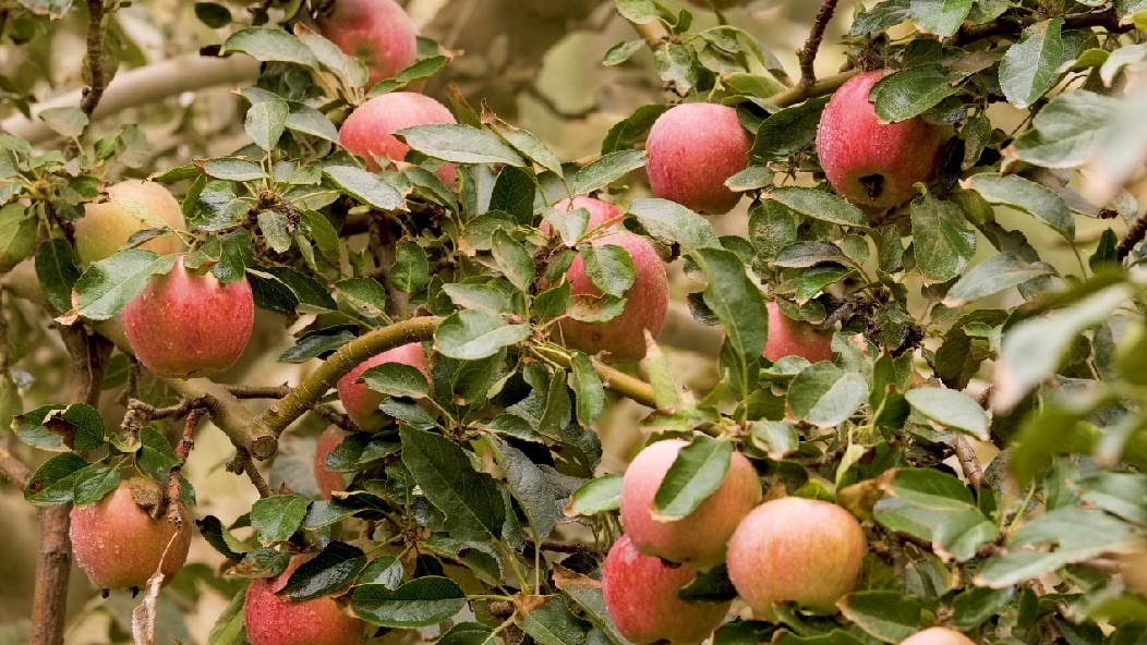 R037C0131_20220823180533_0001.00_05_25_19.Still009