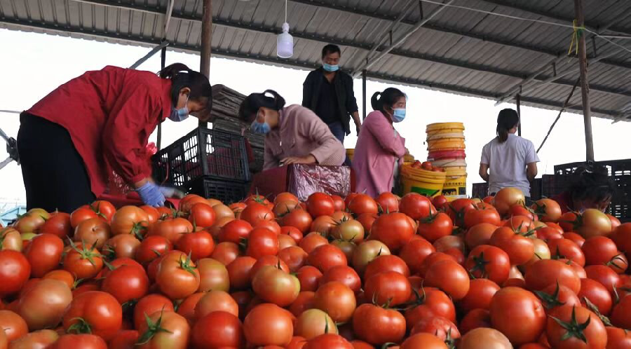 D:\Backup\Desktop\天津消费节\特克斯县：疫情防控不放松 农业生产不误时\特克斯县：疫情防控不放松 农业生产不误时\特克斯县：疫情防控不放松 农业生产不误时.files\特克斯县：疫情防控不放松 农业生产不误时1069.png