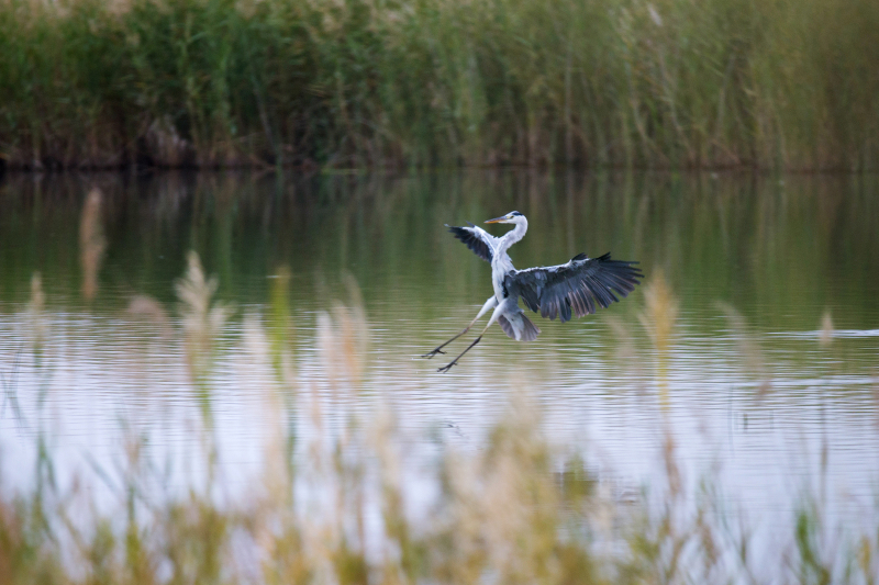 墨玉县拉里昆国家湿地公园。图片由和田地区文旅局提供。