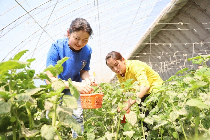 图7为村民在国家能源集团新疆公司驻村工作队帮扶的温室大棚内采摘灯笼果