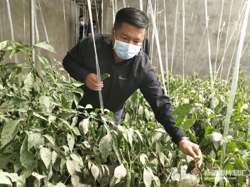 天津市对口支援策勒县前方工作组组长、策勒县委副书记董明彦查看大棚里蔬菜的长势。图片由天津援疆提供