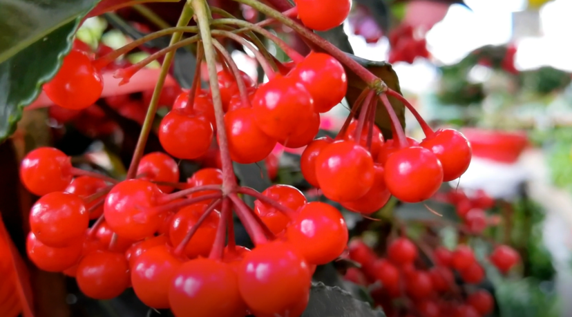 QQ图片20221227005842