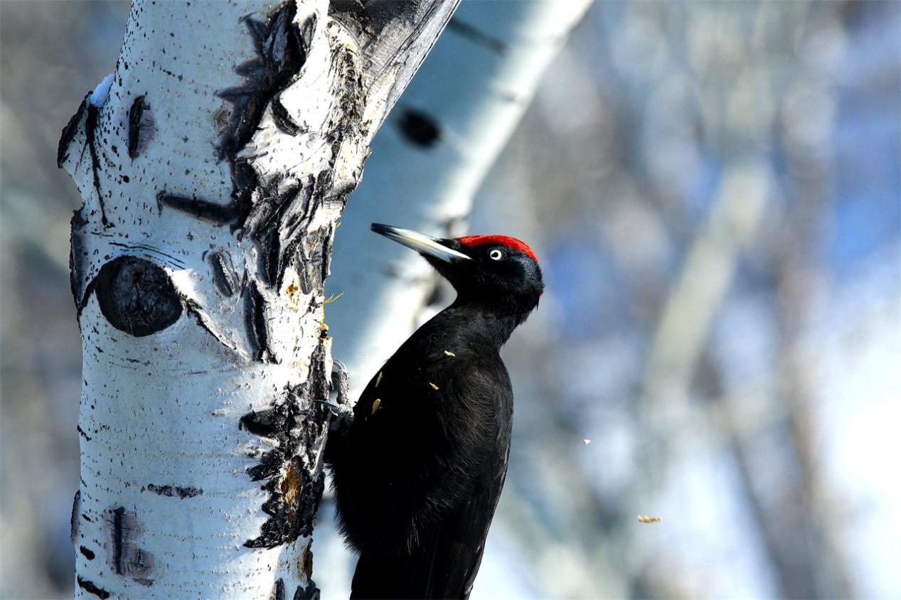 可可托海白桦林6（富蕴县委宣传部供图）